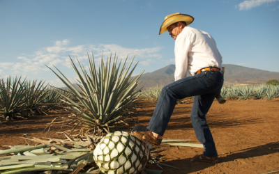 El agave y su profunda relación con la identidad de Jalisco